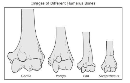 The image shows part of the humerous bone in different genera of primates. which stateme