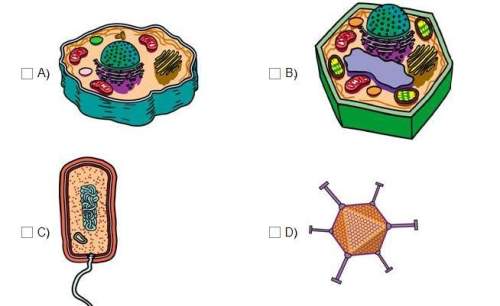 Which of the following is a eukaryotic cell?  select all that apply