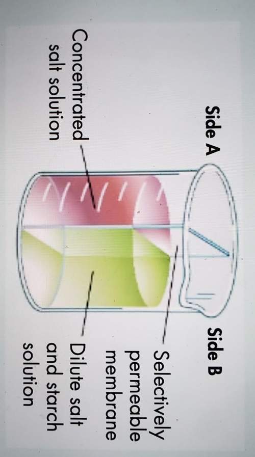 The beaker in the diagram below has a selectively permeable membrane separating two solutions. assum