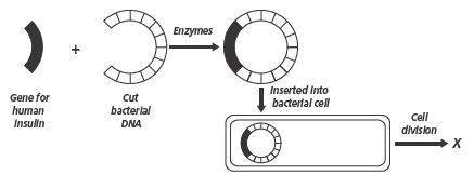 The diagram below shows some key steps of a biotechnological procedure. what development does the le