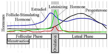 The graph shows the changing levels of hormones during menstruation and ovulation. what happens to h
