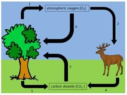 He diagram below represents part of the oxygen cycle. which arrow, or series of ar