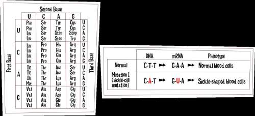 Which amino acid does the mutated mrna codon translate?