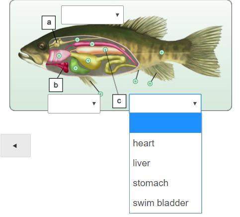 What are the names of the a, b, and c parts of the bony fish?  select from the drop-down