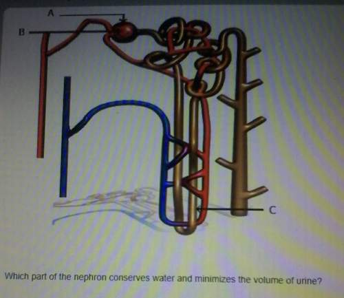 Which part of the nephron conserves water and minimizes the volume of urine i will repor