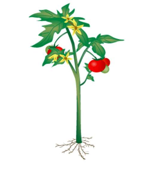Below is a picture of a tomato plant. it is a multicellular organism with many parts that work toget