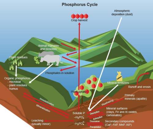 According to the diagram, what sources contribute to the phosphorus found in soil? according to the