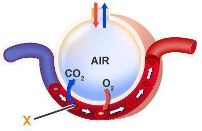 The picture represents gas exchange in the alveoli. observe what is happening at location x.