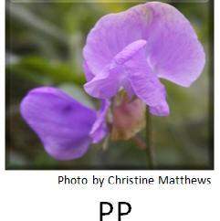 There are two different alleles for flower color, p and p. the image shows a purple sweet pea that i