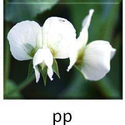 There are two different alleles for flower color, p and p. the image shows a white sweet pea that is