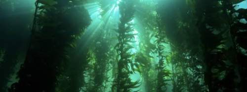 The image above is of a kelp bed. in ideal conditions, kelp can grow up to 18 inches per day. in sta