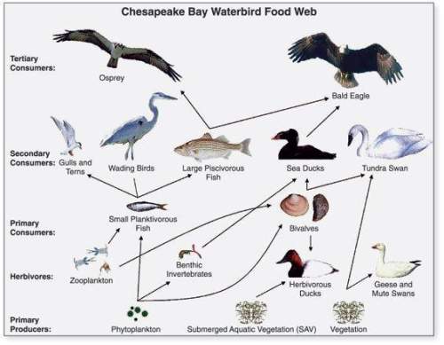 If the bald eagle was removed from this food web, what effect would this have on the population of t