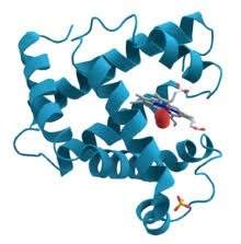 Look at the protein below. what is its function a .forming muscle fiber  b. direct