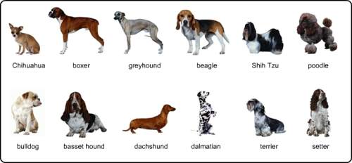 What are some ways you can divide these dogs into groups?