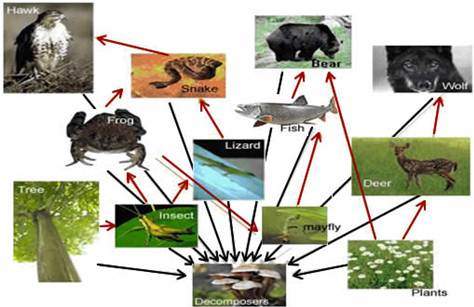 Which statement describes the relationship between the lizard and the frog on the food web? &lt;