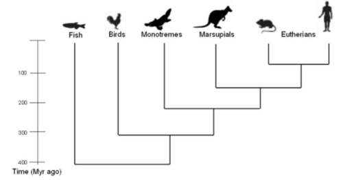 The phylogenetic tree below shows the evolutionary relationships for several vertebrate groups. use