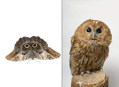 Owl butterflies feed on mostly fruit, and owls feed on small animals. the images show an owl butterf