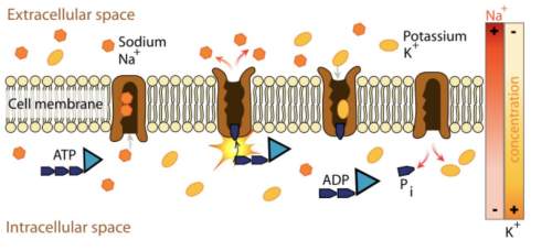 What is the brown structure embedded in the cell membrane? what is the function of this brown struc