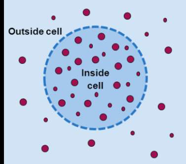 What do you expect will happen to the water molecules? they will move out of the cell. they will mo