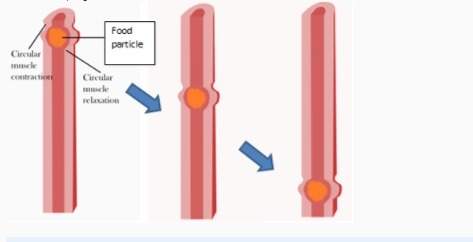 The diagram below shows a particle of food being moved along the human digestive tract by alternativ