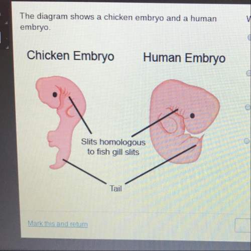 The diagram shows a chicken embryo and a human embryo. which is best supported by