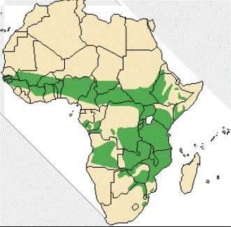 What part of africa is shown in the green areas?  sahel savanna&lt;
