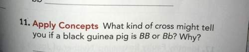 What kind of cross might tell you if a guinea pig is bb or bb? why?