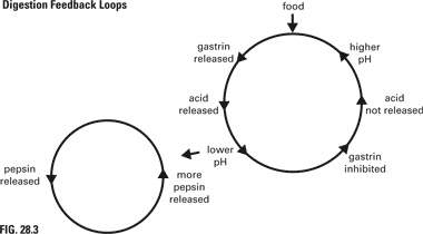 What type of feedback loop is shown in the upper loop? explain how the loop does or does not mainta