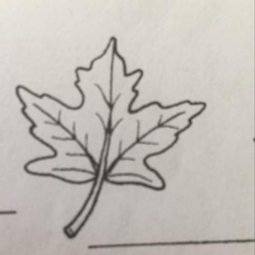 What type of leaf is this a) sugar maple b) silver maple c) red maple d) flowering dogwood