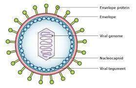 Viruses tend to be specific in the cells they infect. which of the labeled structures would assist t