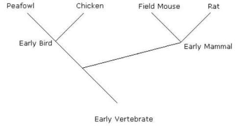 Examine the evolutionary diagram below. what does the diagram imply about the peafowl and the chicke