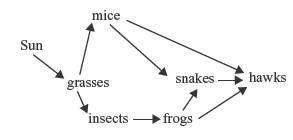 14. a food web is shown below.  in this food web, the trophic level with the least