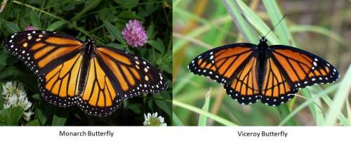 Two adaptations of the monarch butterfly that aid in its survival are the production of a certain ch
