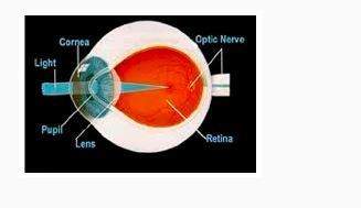 The retina is a photosensitive tissue that contains the special photoreceptor cells. what is the pur