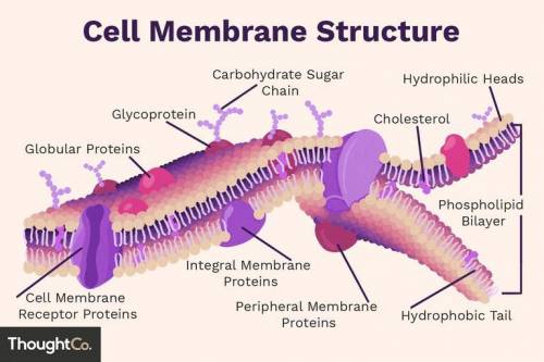 Which cellular processes are directly controlled by the cell membrane? A. protein production, respir