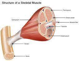 What 2 chemicals are inside skeletal muscle?