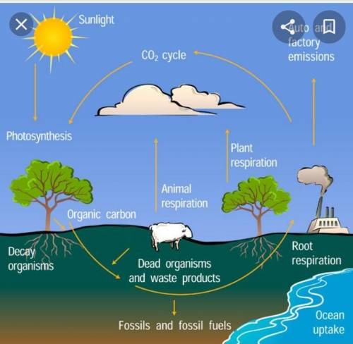Natural

combustion
photosynthesis
burning of
fossil fuels
animal
respiration
plant
respiration
Carb