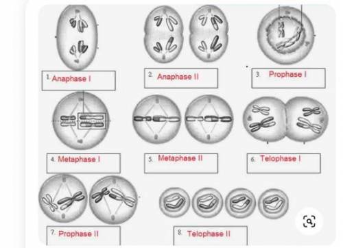 Phases of meiosis//// ANSWER PLEASE