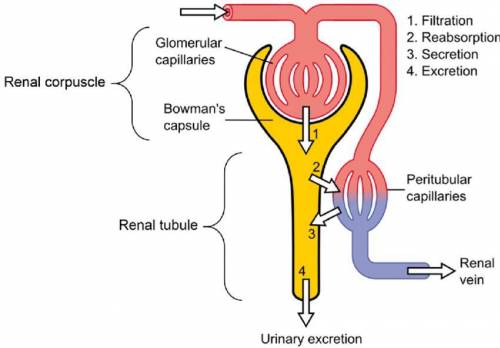 Which process is the first step in the formation of urine in the nephrons?

O filtration
O secretion