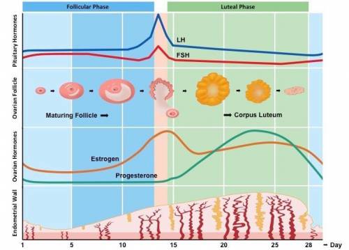 How do the four female hormones control the menstrual cycle