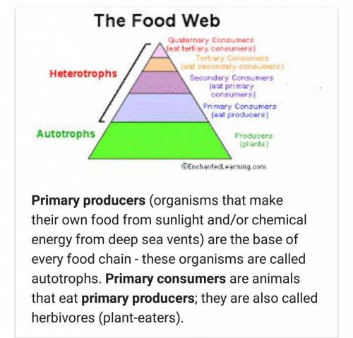 How are producers related to primary consumers in an ecosystem?  a. producers eat primary consumers.