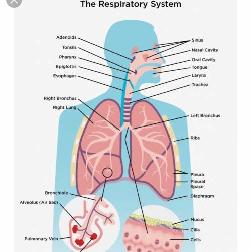 Where are the lungs in the respiratory system?  a. a b. b c. c d. d