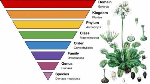 Which statement about the number of species is true kingdom contains most, a phylum contains the mos