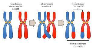 which phrase best describes the process of crossing over ? A) pairs of sister chromatids become link