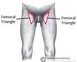 Write at least half of a page about the femoral triangle. include what 3 structures form the triangl