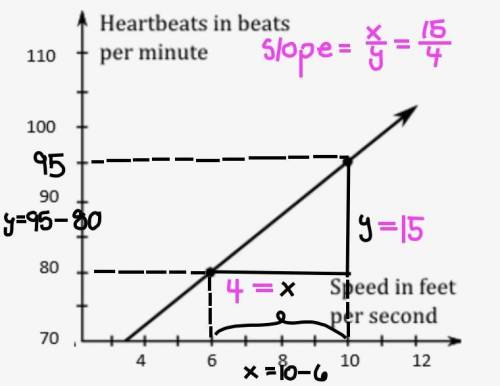 The graph below shows a linear representation of a jogger’s heartbeat in beats per minute, as his sp