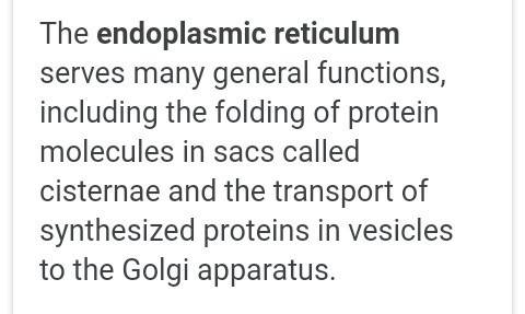 What is the role of the endoplasmic reticulum?