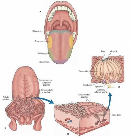 What structures on the tongue are similar to olfactory cells