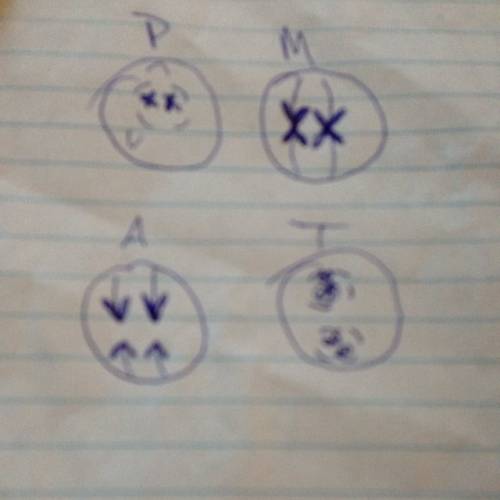 The steps of mitosis in the correct order- draw how the chromosomes look in each phase