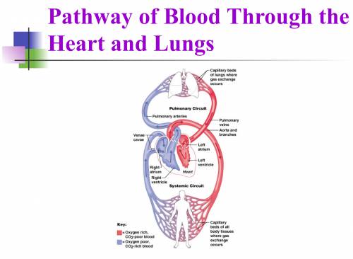 From what vessels does oxygen leave the systemic circulation to get to the organ or tissue?